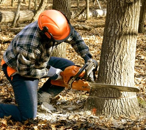 Tree Removal in Tilden, TX